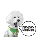 A-fu（個別スタンプ：22）