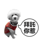 A-fu（個別スタンプ：24）