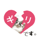 癒しの猫スタンプ**実写版**LOVE Ver（個別スタンプ：4）