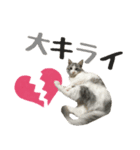 癒しの猫スタンプ**実写版**LOVE Ver（個別スタンプ：16）