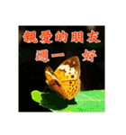 Elders say Hi！（個別スタンプ：15）
