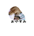 犬ちゃんズ2（個別スタンプ：1）
