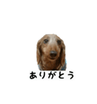 犬ちゃんズ2（個別スタンプ：2）