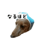 犬ちゃんズ2（個別スタンプ：4）