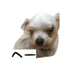 犬ちゃんズ2（個別スタンプ：5）