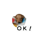 犬ちゃんズ2（個別スタンプ：6）