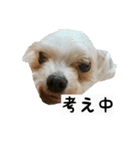 犬ちゃんズ2（個別スタンプ：8）