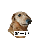 犬ちゃんズ2（個別スタンプ：9）