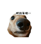 犬ちゃんズ2（個別スタンプ：10）