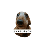 犬ちゃんズ2（個別スタンプ：11）