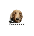 犬ちゃんズ2（個別スタンプ：12）