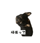 犬ちゃんズ2（個別スタンプ：13）