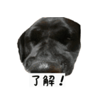 犬ちゃんズ2（個別スタンプ：14）