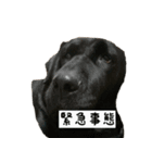 犬ちゃんズ2（個別スタンプ：16）