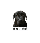 犬ちゃんズ2（個別スタンプ：18）