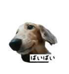 犬ちゃんズ2（個別スタンプ：19）