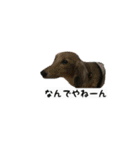 犬ちゃんズ2（個別スタンプ：20）