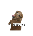 犬ちゃんズ2（個別スタンプ：21）