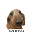 犬ちゃんズ2（個別スタンプ：22）
