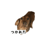 犬ちゃんズ2（個別スタンプ：24）