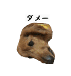 犬ちゃんズ2（個別スタンプ：25）