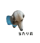 犬ちゃんズ2（個別スタンプ：27）