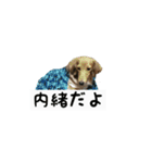 犬ちゃんズ2（個別スタンプ：29）