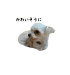 犬ちゃんズ2（個別スタンプ：33）