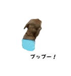 犬ちゃんズ2（個別スタンプ：34）