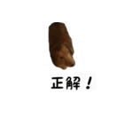 犬ちゃんズ2（個別スタンプ：35）