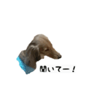 犬ちゃんズ2（個別スタンプ：36）