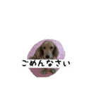 犬ちゃんズ2（個別スタンプ：37）
