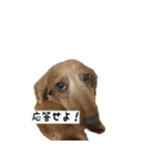 犬ちゃんズ2（個別スタンプ：38）
