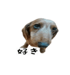犬ちゃんズ2（個別スタンプ：39）