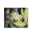 Photo game（個別スタンプ：7）