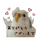 リアル羽衣セキセイインコの日常（個別スタンプ：21）