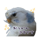 リアル羽衣セキセイインコの日常（個別スタンプ：22）