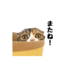 BARON 猫スタンプ（個別スタンプ：7）