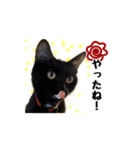 BARON 猫スタンプ（個別スタンプ：16）