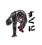 黒猿スタンプ・チンパンジー（個別スタンプ：22）