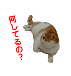 【ねこ】猫まみれ写真スタンプ 1（個別スタンプ：1）