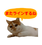 【ねこ】猫まみれ写真スタンプ 1（個別スタンプ：21）