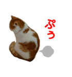 【ねこ】猫まみれ写真スタンプ 1（個別スタンプ：30）
