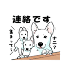 ホワイトシェパード、母＆パピ’sの日常（個別スタンプ：3）