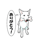 ホワイトシェパード、母＆パピ’sの日常（個別スタンプ：4）
