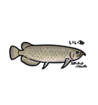 古代魚スタンプ（個別スタンプ：6）