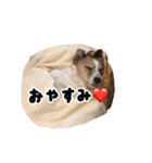 ジャックラッセルテリアのあんこ（個別スタンプ：5）
