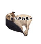 ジャックラッセルテリアのあんこ（個別スタンプ：10）
