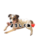 ジャックラッセルテリアのあんこ（個別スタンプ：12）