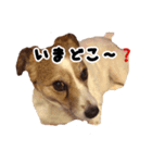 ジャックラッセルテリアのあんこ（個別スタンプ：13）